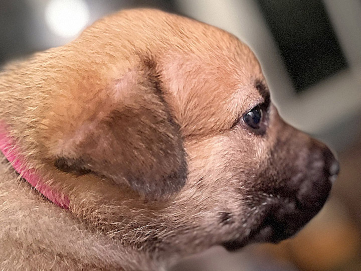 chinook puppy